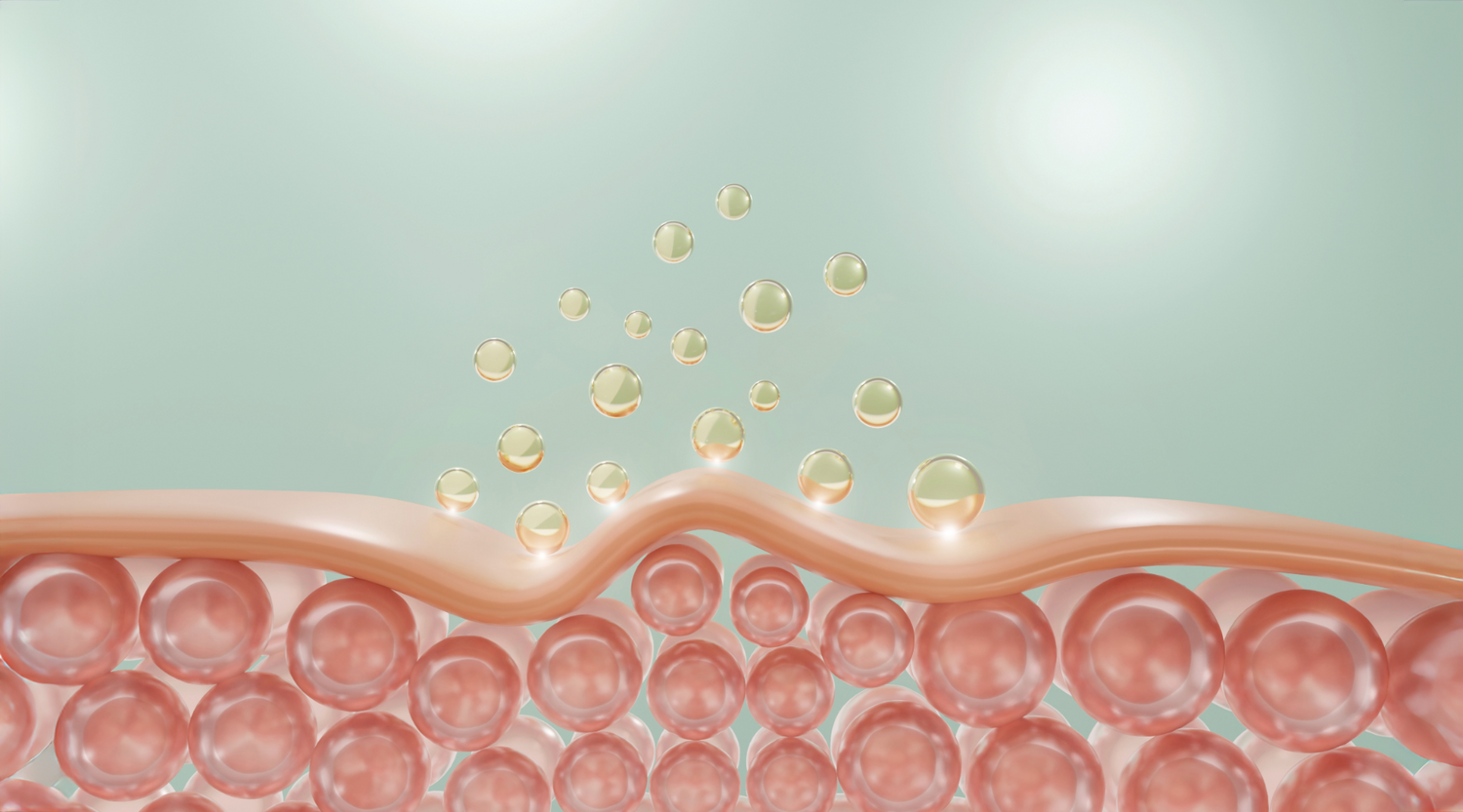 Healthy skin barrier diagram — plant-based skincare for barrier repair and resilience